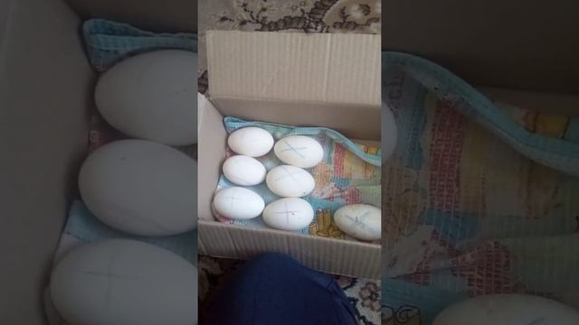 гусиноеяйцо холмогорской и линдовской пород.