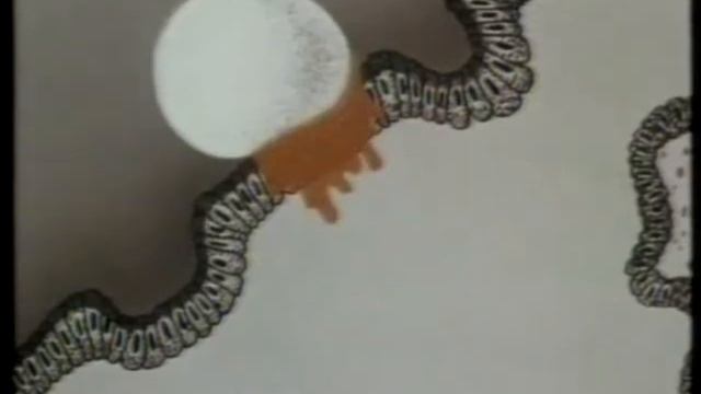 Физиология_Размножение и развитие смотреть онлайн