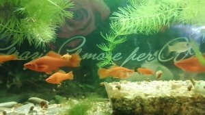 Моли, гупии и меченосцы в моем аквариуме