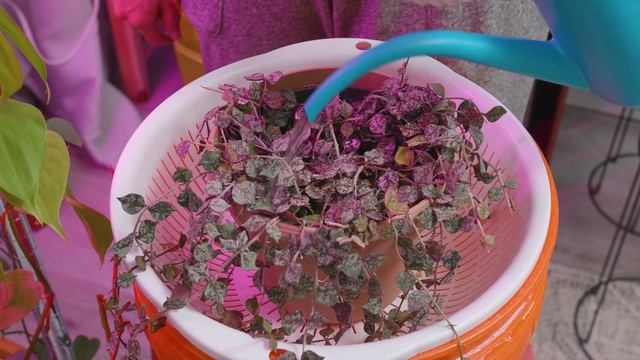 18 Houseplant Watering Routine Care Tips in 8 Minutes