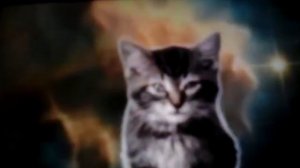 Песня котиков 🐈💖👍👍