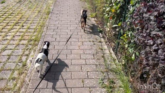 Наше доброе утро ☀️ Прогулка с питомцами 🐕🐕🦺У нас опять жара 🥵 смотреть онлайн