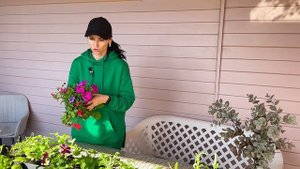 Цветочная РАССАДА! Что делать с переросшей ПЕТУНИЕЙ!