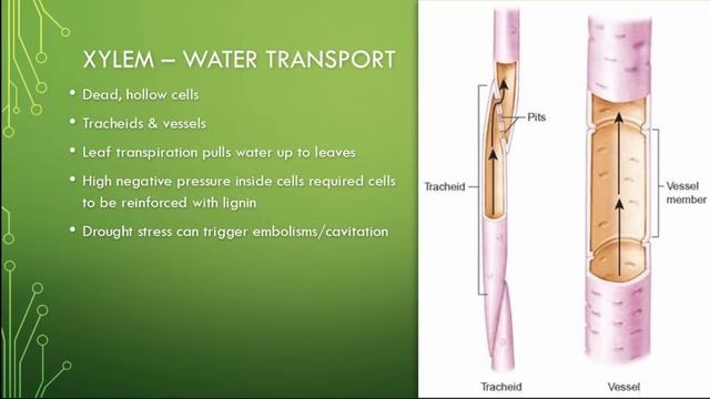 6.3 Transport within the plant for year 11 biology students
