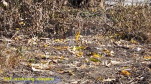 Тест: состав для петард с пентаэритритом