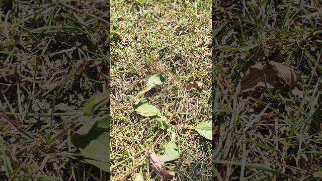 Красота в глазах смотрящего. смотреть онлайн