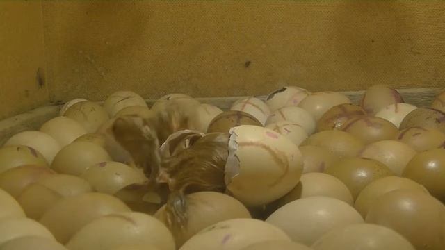 Вылупление цыплят в инкубаторе !