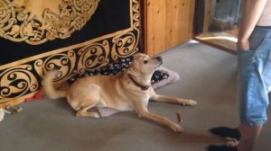 СОБАКА ГОВОРИТ i love you