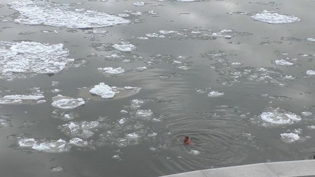 МОРЖИ НА АМУРЕ. смотреть онлайн