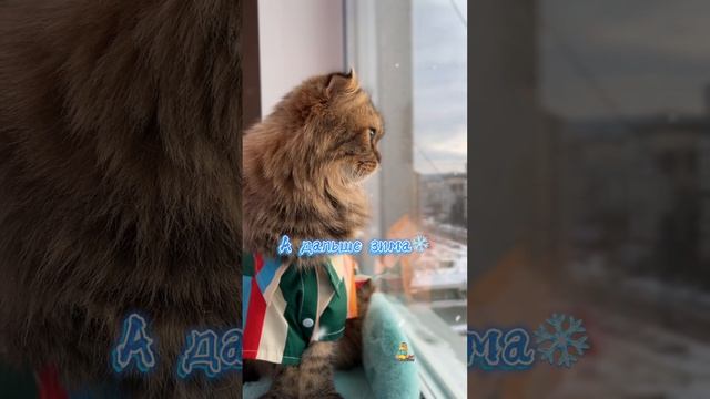 С первым днём зимы!❄️😻