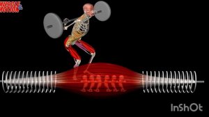 Аххилово сухожилие и его функции.