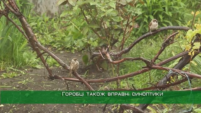 Тварини-синоптики: у зоопарку розповіли, як звірі віщують погоду смотреть онлайн