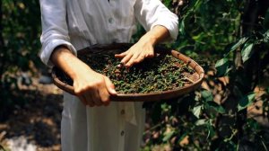 7332191-hd_1920_1080_25fps