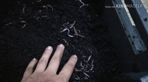 Как заселить червя в новый субстрат?