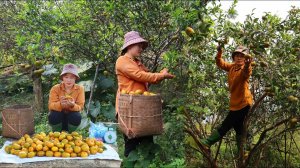 Harvest the orange garden and bring it to the market to sell - Buy cakes and toys for your son