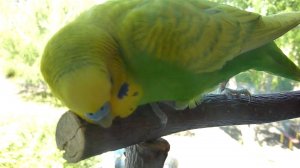 Июньское УТРО ВОЛНИСТОГО ПОПУГАЯ ТОШИ // Как ПОПУГАЙ наводит красоту//зеленый попугайчик TV