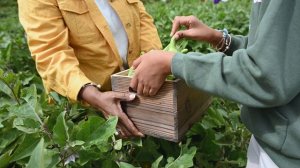 5527792-uhd_3840_2160_24fps