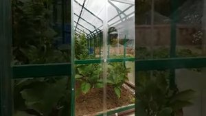 самое правильное остекление теплицы.