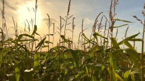 10063280-uhd_3840_2160_30fps