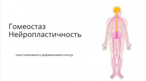 ЛЕКЦИЯ 1. Гомеостаз и нейропластичность: Дофаминовый и серотониновый контуры