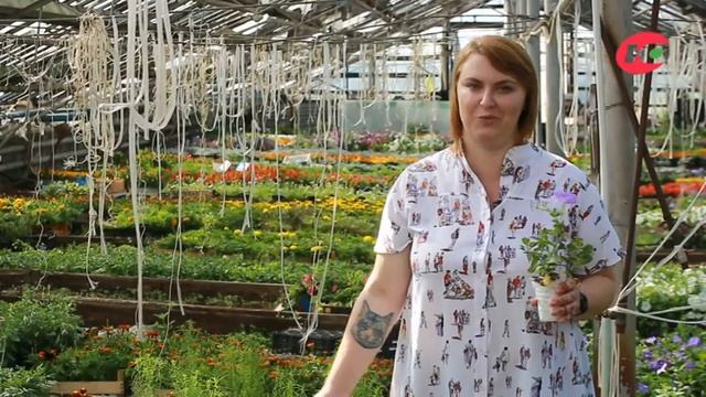 Алекс+ смотреть онлайн