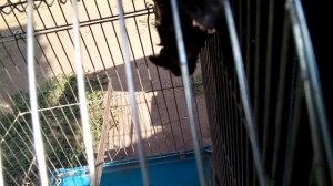 Летучая мышь 20210818_100645