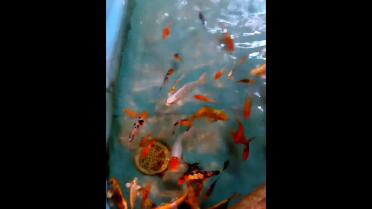 Черепахи и золотые рыбки. смотреть онлайн