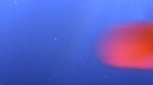 В поисках Немо Трейлер