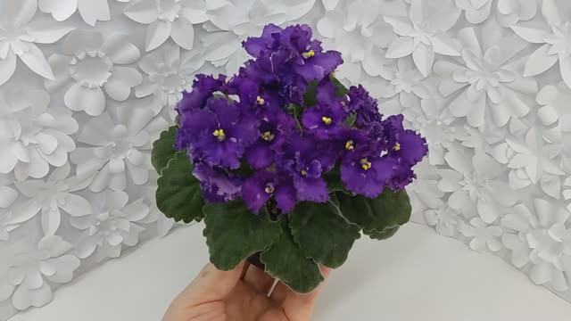 Фиалка ЛЕ-Константин