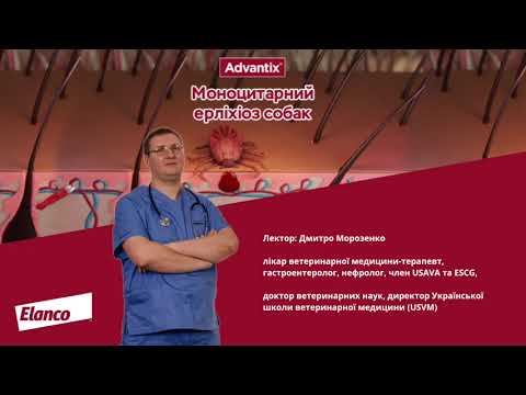 Запис вебінару "Ерліхіоз собак". Лектор  -  Морозенко Дмитро