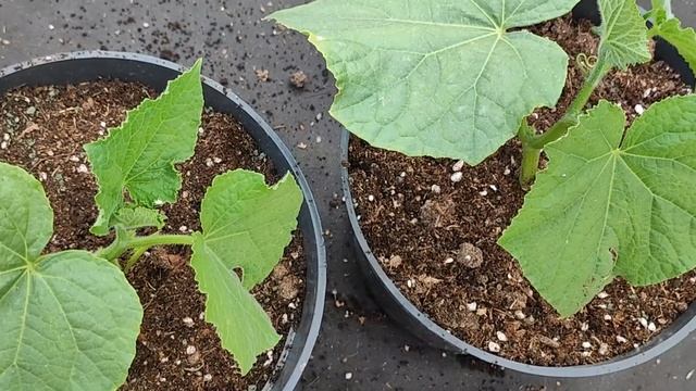 ИНТЕРЕСНЫЙ СПОСОБ ВЫРАЩИВАНИЯ ОГУРЦОВ В ГОРШКАХ - ПОШАГОВОЕ РУКОВОДСТВО