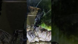 altolamprologus calvus black pictoral нерест