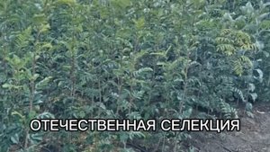 Разновидность сортов рябины для сада