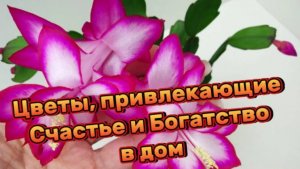 Цветы, привлекающие Счастье и Богатство в дом!