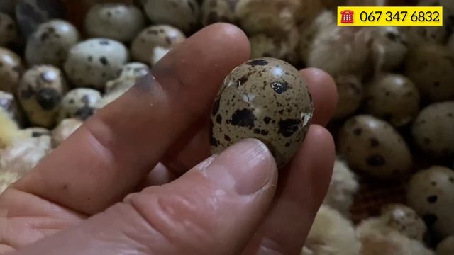 Сезон март 2024 год//Инкубация Техасский мясной самый крупный перепел в Украине Хитрук Елена
