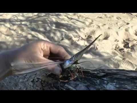 Дима Данилевич из Новосадового про Арабачика . смотреть онлайн