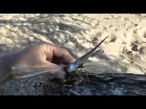 Дима Данилевич из Новосадового про Арабачика .