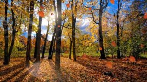 Я ЛЮБЛЮ ЭТУ ОСЕНЬ