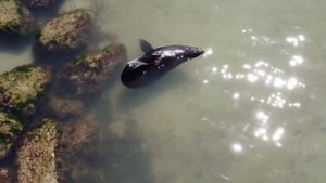 Adorable Seals at Semaphore Beach, South Australia | A Close Encounter with Coastal Cuties