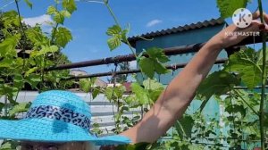 Уход за ВИНОГРАДОМ в Сибири в июле. Это Хакасия! Советы и опыт от Надюши