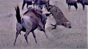 Хищники похищают малышей.  Дикий мир в дикой природе.