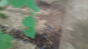 Выращивание огурца в теплице от А до Я. Выпуск#9 #землядел #выращивание #огурец