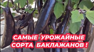 БАКЛАЖАНЫ завалят урожаем, если посадите эти сорта. 3 самых урожайных сорта баклажанов!