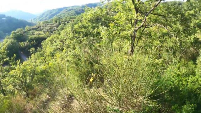 Caccia al Cinghiale CASTRONUOVO S.A. 29 смотреть онлайн