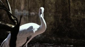 First Impressions of the Nikon Z 180-600mm f/5.6-6.3 VR