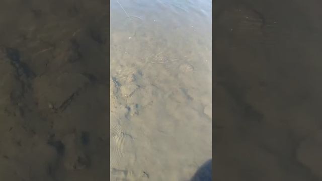 Весенняя щучка на ULCast! Daiwa Gekkabijin 2-8g 230см! НМРToday! Catch&Release Priority!