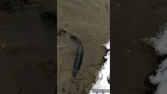 НМР Трио! Catch&Release Priority!