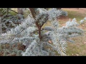 Кедр атласский ‘Glauca'