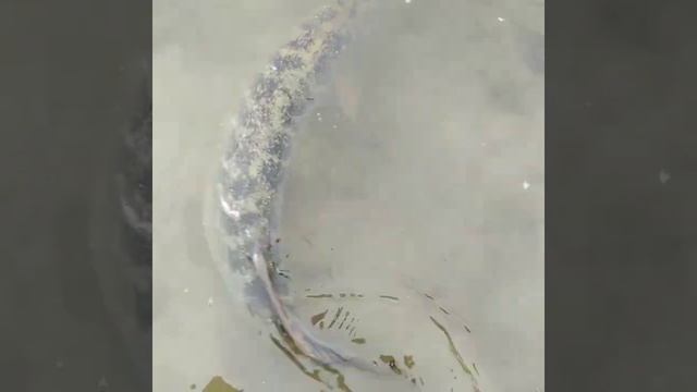 Catch &Release!