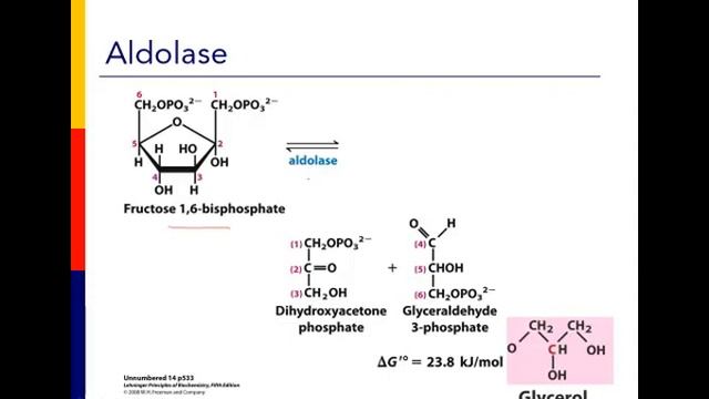 17-Glycolysis_3-28-13 смотреть онлайн
